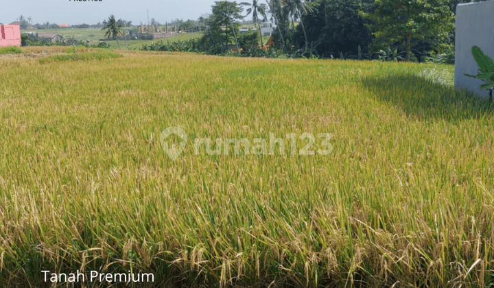 FOR SALE PREMIUM LAND IN CANGGU DENPASAR BALI AREA