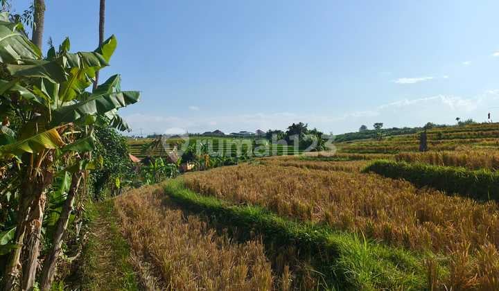 Tanah Langka View Sawah dan Jungle Area Startegis Canggu Bali