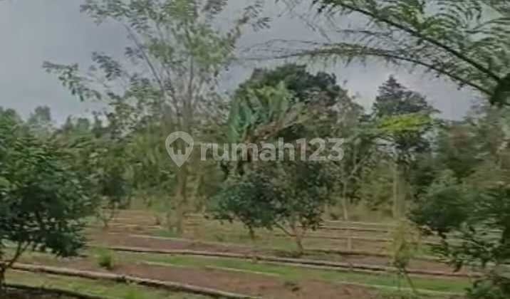 FOR SALE TANAH BAGUS SIAP BANGUN DENGAN SUMBER AIR BAGUS DI KINTAMANI