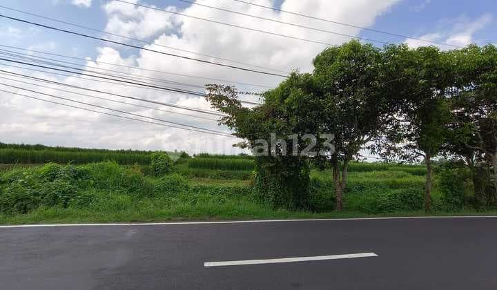 TANAH PINGGIR JALAN UTAMA VIEW SAWAH & POHON KELAPA DI SANGEH