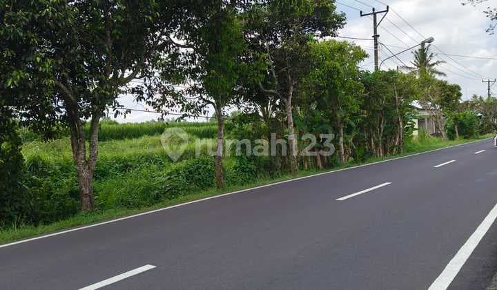 TANAH PINGGIR JALAN UTAMA VIEW SAWAH & POHON KELAPA DI SANGEH ABIANSEMAL