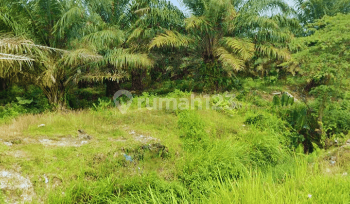 Tanah Datar Harga Murah Luas 6012M² di Hamparan Perak