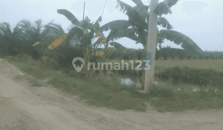 Tanah Luas 3 Hektar Lokasi Tanjung Rejo Jalan Paluh Merbau
