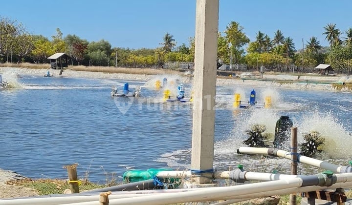 Bisnis Tambak Udang Siap Panen di Ntb, Full Operasional