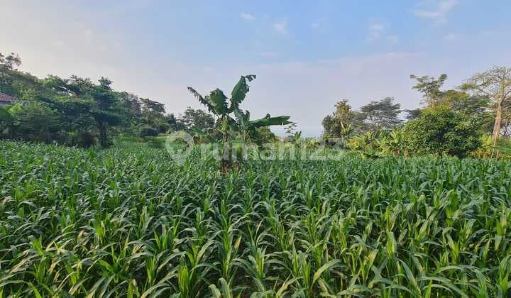 Dijual Tanah Murah.strategis Di Nol. Raya Ledug Prigen