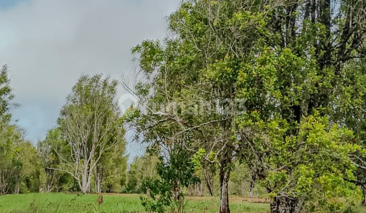 Kebun Cengkeh Durian & Kelengkeng di Ciemas Sukabumi