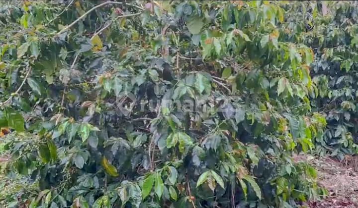 Kebun di Lintong Nihuta Sumatera