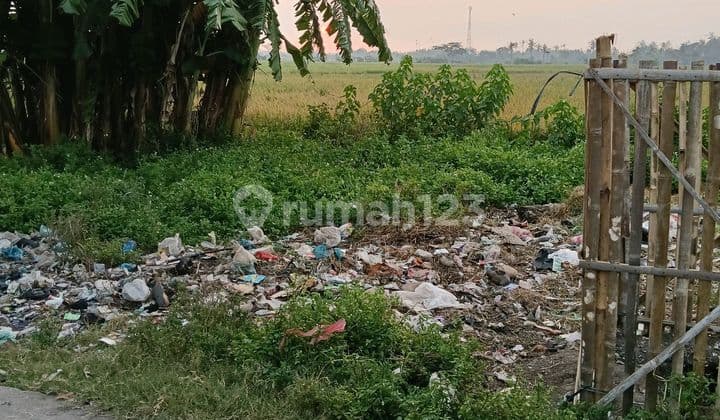 Sawah Produktif 2315 M SHM Nempel Pemukiman Sudah Ramai Jual Bu