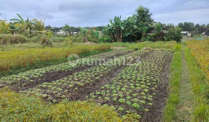 Land For Lease In Campuhan - Singakerta