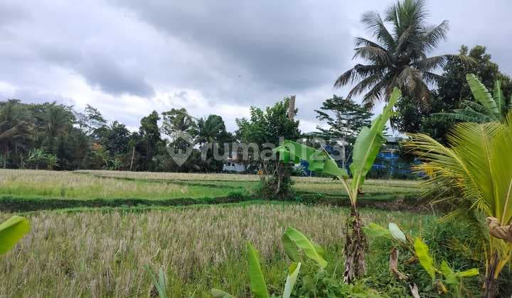 Rice Field View Land - Close to Kamandalu Resort