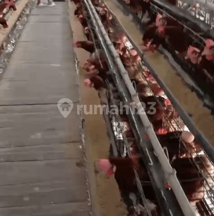 Dijual Cepat Lahan Peternakan di Rancakalong By Rumah Chinida (Dw)