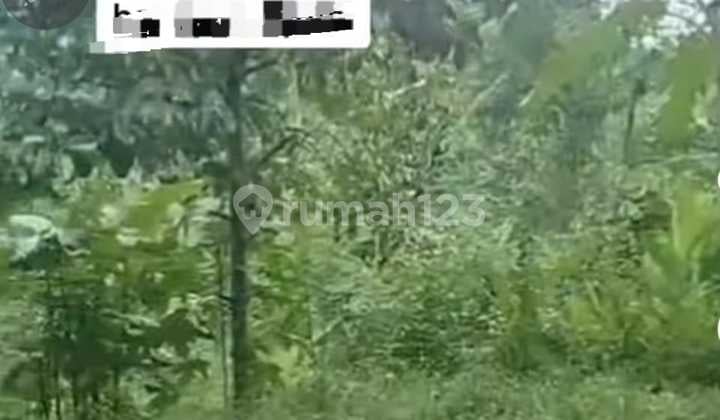 For Sale: Land Below Market Price in Rumpin, Bogor