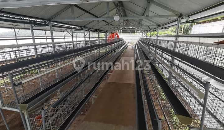 Pujon Layer Chicken Farm: 1500 Chicken Coops