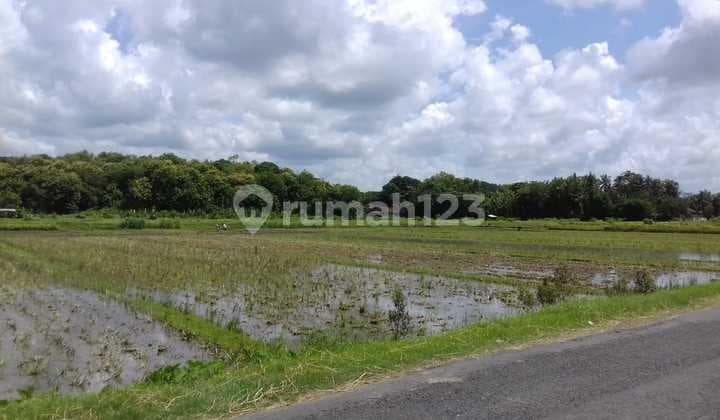 Tanah Sawah Dijual, Sangat Dekat ke Pasar Brosot, Lt 1.126M2