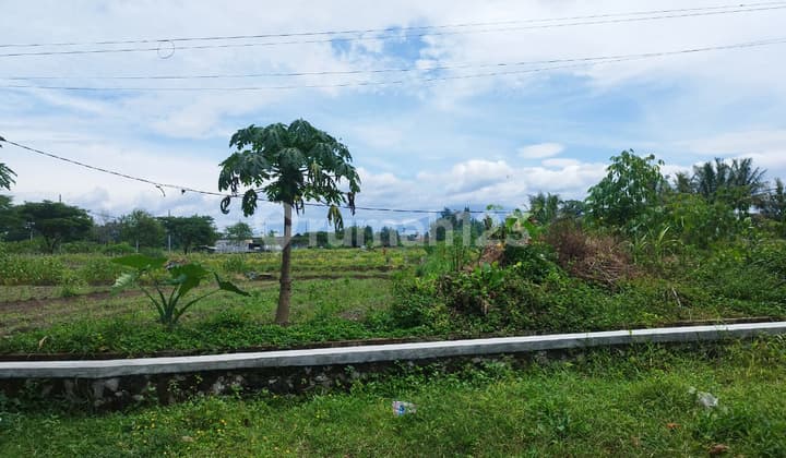 Tanah Dijual, View Sawah & Merapi di Mororejo, Tempel, Sleman