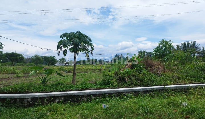 Tanah Dijual, View Sawah & Merapi di Mororejo, Tempel, Sleman