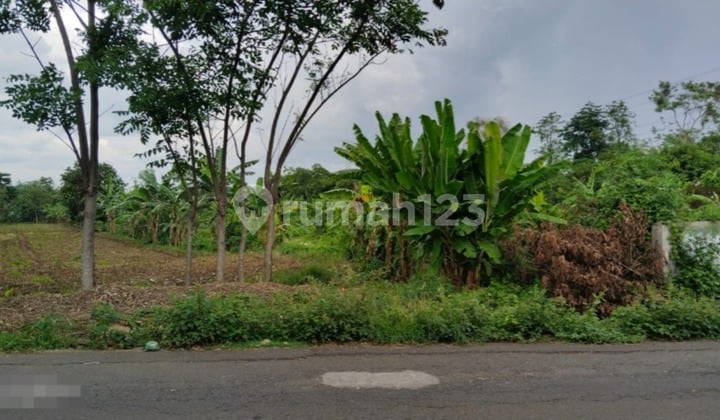 Jatijejer Land, Trawas