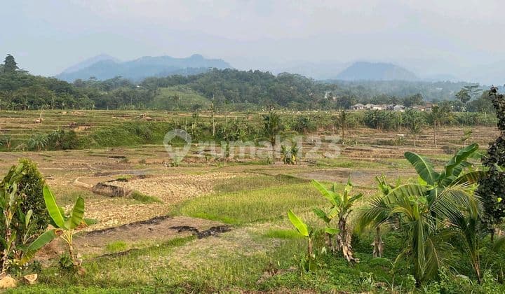 Sawah Produktif Di Sukamakmur Pabuaran Shm