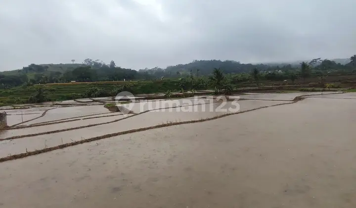 Sawah Produktif di Bogor Timur Pabuaran Sukamakmur
