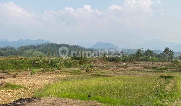 Tanah Sawah Di Sukamakmur Luas 2644 M Sudah Shm