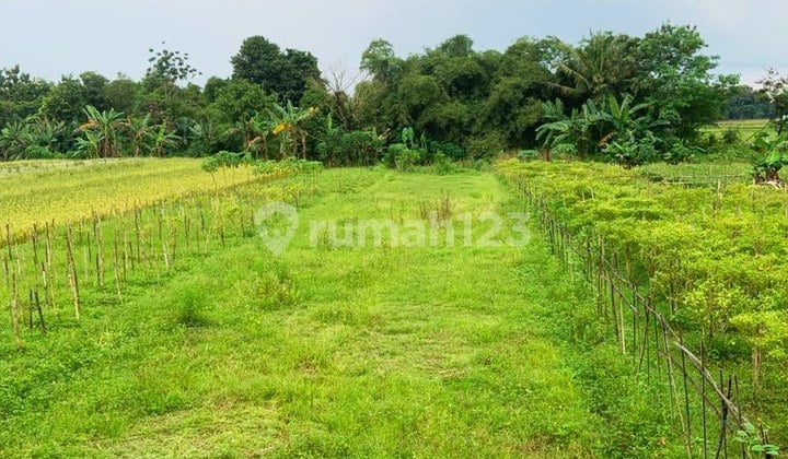 Sawah Produktif Pinggir Jalan Karanganom Klaten