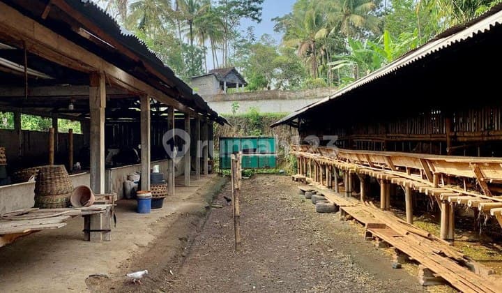 Kandang Peternakan Aktif Di Ds Ampel Boyolali