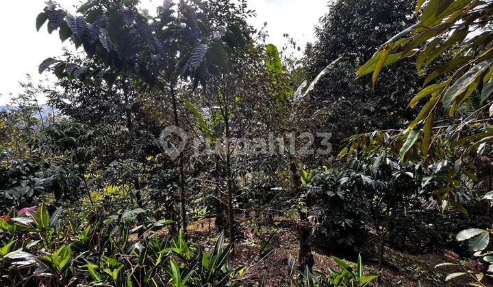 Jual Kebun Durian Murah Di Tabanan Bali