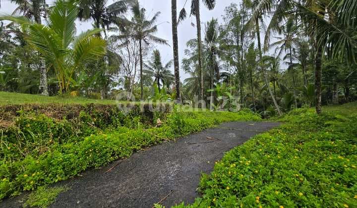 Dijual Tanah Murah di Tabanan Bali Suasana Sejuk Jauh Dari Kebisingan