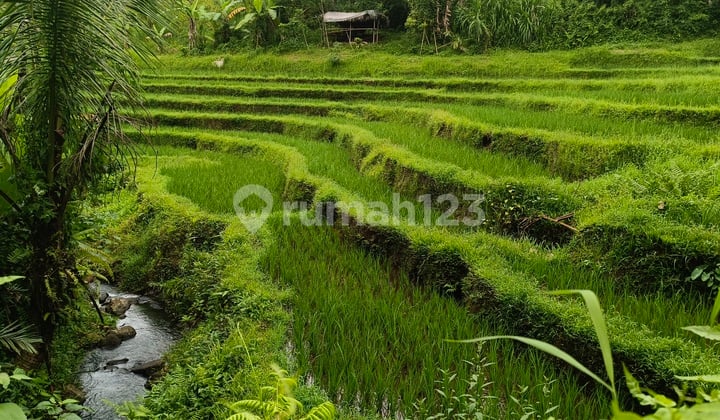 Tanah kebun + sawah los sungai murah di bali