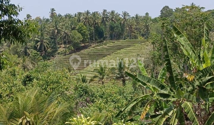 Tanah kebun view sawah terasering murah di Tabanan Bali