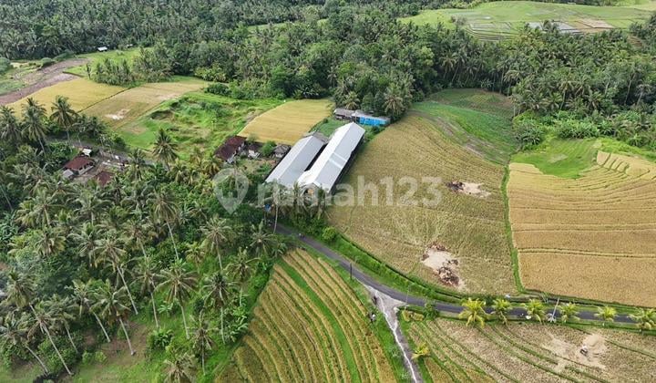 Jual Tanah Zona Rumah Tinggal View Sawah Dan Gunung Di Tabanan Bali.