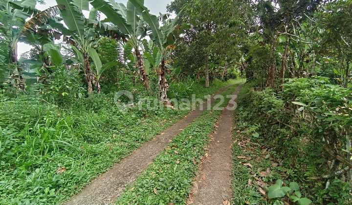 Jual Tanah Kebun Kopi Murah Di Tabanan Bali.