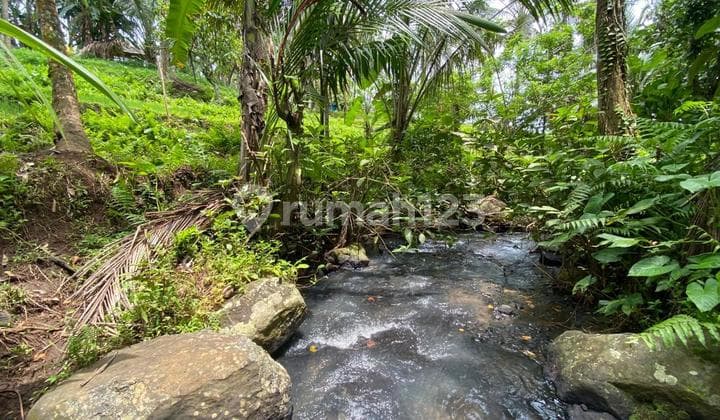 Jual Tanah Kebun Los Sungai di Kawasan Desa Wisatadekat Sir Terjun di Tabanan Bali.