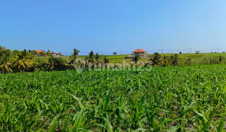 Cheapest Priced Land Near Beach In Tabanan Bali