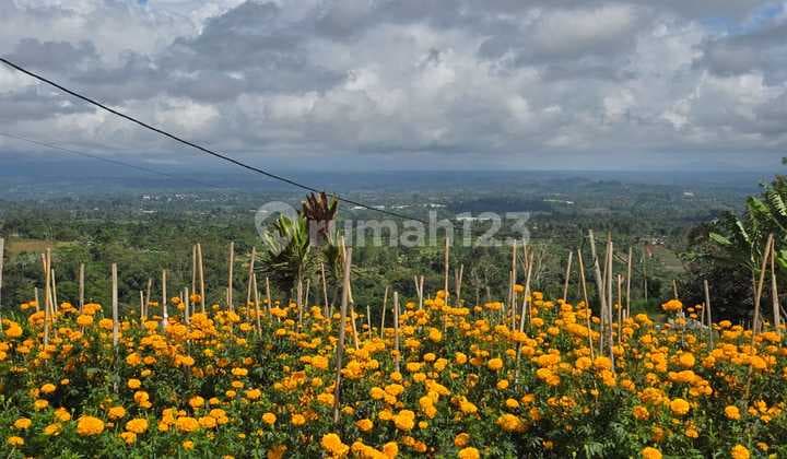 Dijual Tanah View Gunung Lembahaea Wisata Bedugul