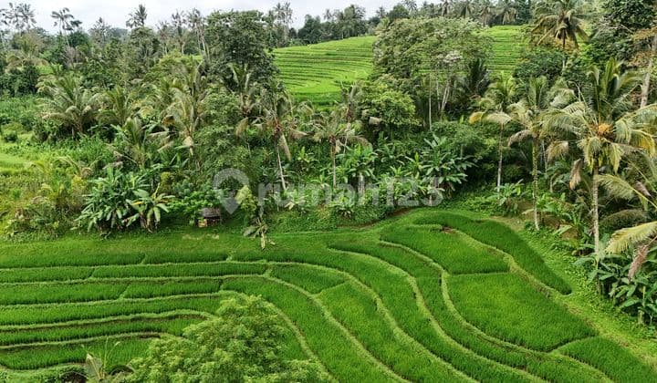 For Sale Beautiful Cheap Rice Field View Land in Tabanan Bali