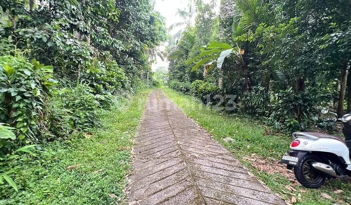 Tanah Kebun Produktif Isi Buah Countour Datar Tabanan Bali