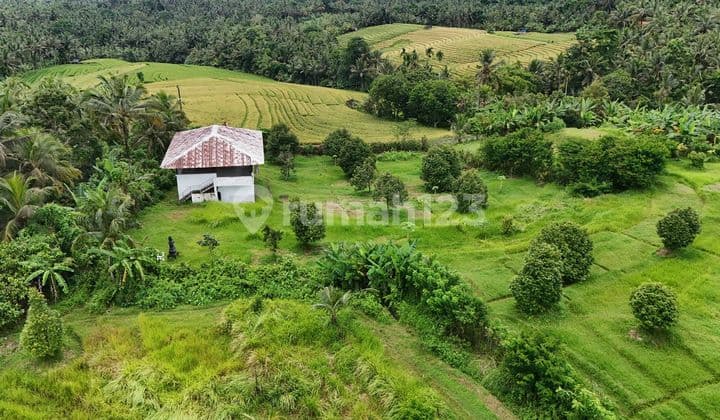 Dijual Tanah Kebun Duriian View Sawah Gunung Danlaut Ditananwni