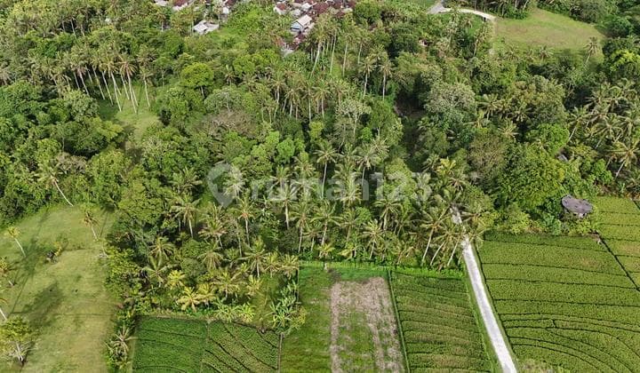 Dijual Tanah View Sawah dan Sungai Tabanan Bali