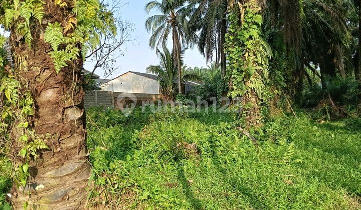 Jual Lahan Murah Lahan Kelapa Sawit untuk Perumahan Subsidi Jalan Sinabung Binjai