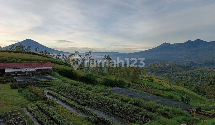 Di jual Tanah kebun di kamojang garut jawa barat seluas 17.5 hektar
