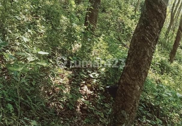 Jual Kebun Karet Sudah Siap Produksi di Pameungpeuk Garut