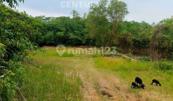 Dijual Cepat : Tanah 16.537M² di Curug Cigentis Loji Karawang