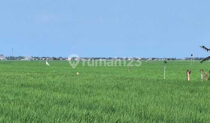 Cheap Rice Fields in Karawang Sukaraja Rawamerta, West Java