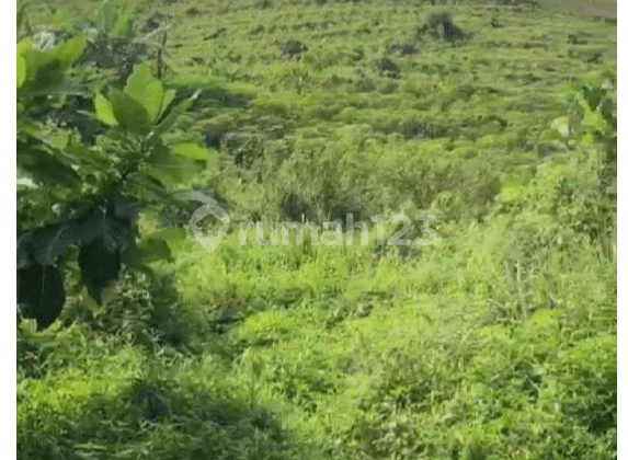 Dijual Tanah Luas 100 Hektar di Desa Tangkil, Sentul, Bogor, Dekat Hotel Lorin