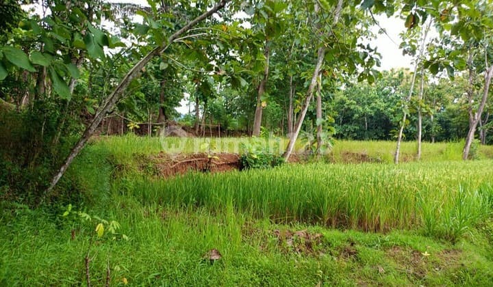 Lahan Luas 1 Hektar Lebih di Jalur Utama Patuk dengan Rumah & Pohon Jati, Beji, Patuk, Gunung Kidul