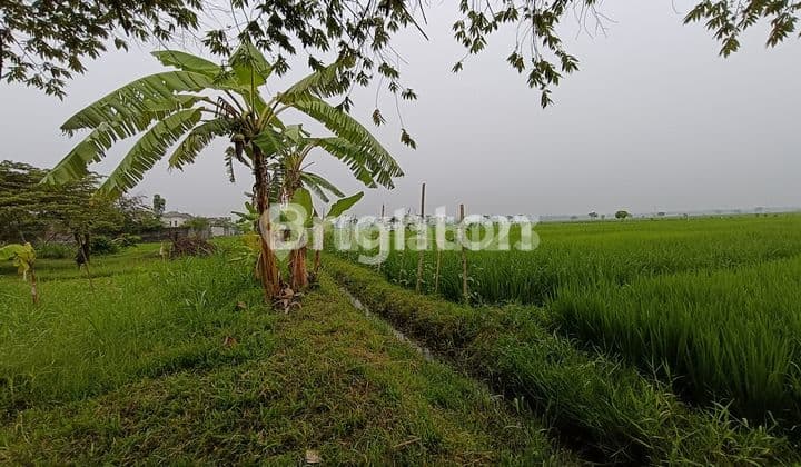 Strategic Rice Field Land Adjacent to Sukodono Gas Station