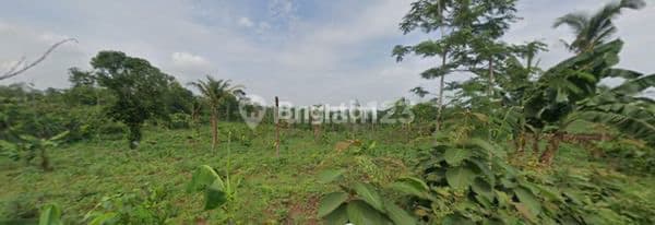 Tanah Zona Merah Industri Kenconorejo Batang Jawa Tengah