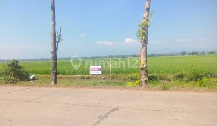 Tanah Sawah di Daerah Gebangkerep