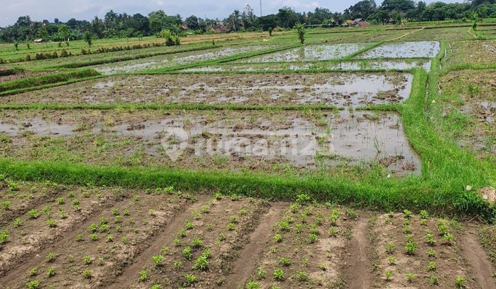 Land Near Ubud And Lod Tunduh With Yellow Zone Rice Field View Very Attractive Price